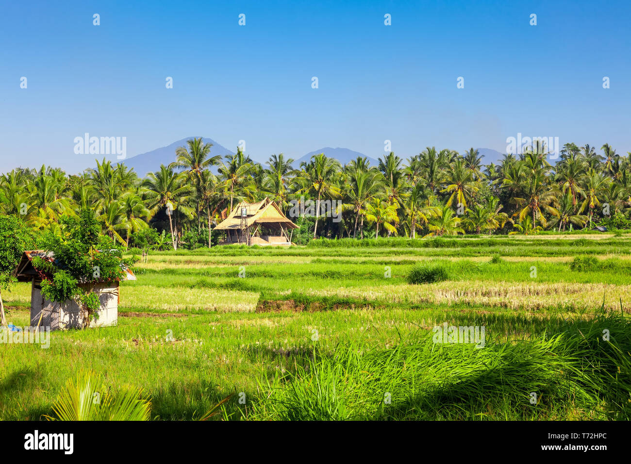 Bali lussureggiante paesaggio verde scenario Foto Stock