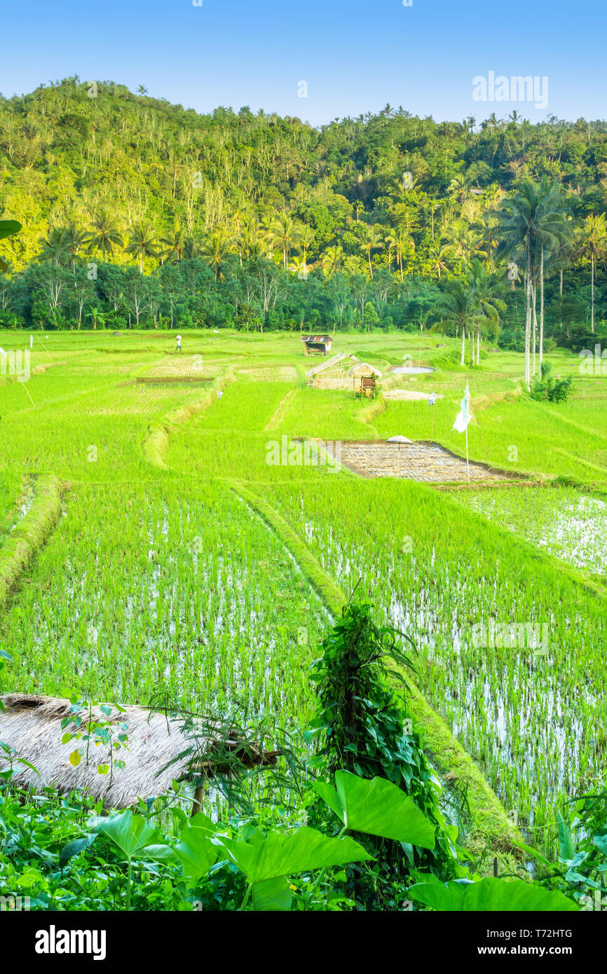 Verde e lussureggiante campo di riso paddy a Bali Foto Stock