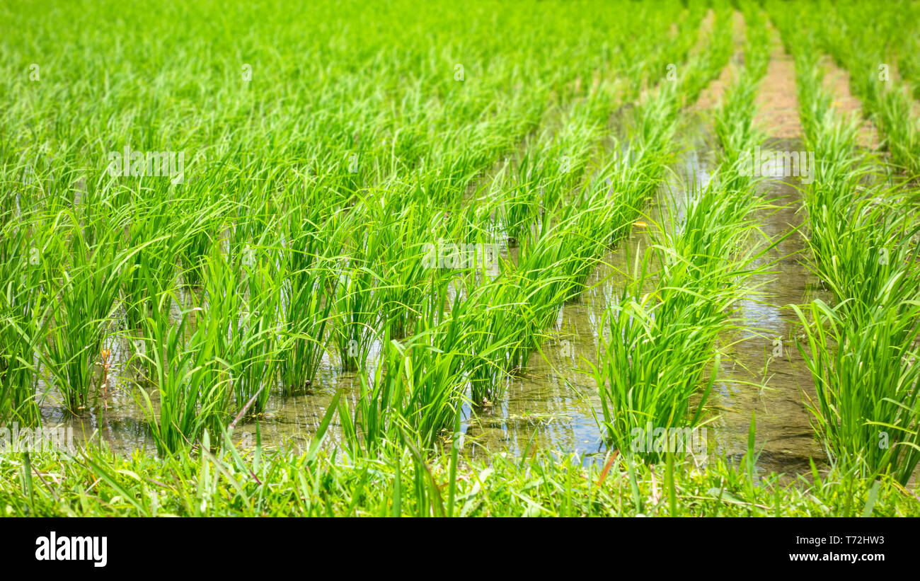 Verde e lussureggiante campo di riso paddy a Bali Foto Stock