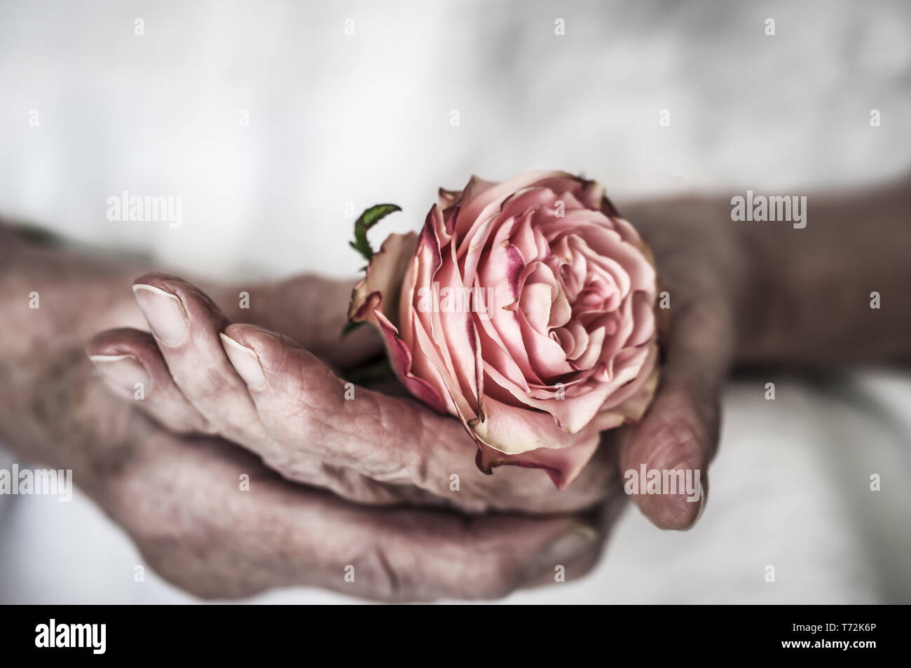 Le mani di una donna anziana sta tenendo una rosa Foto Stock