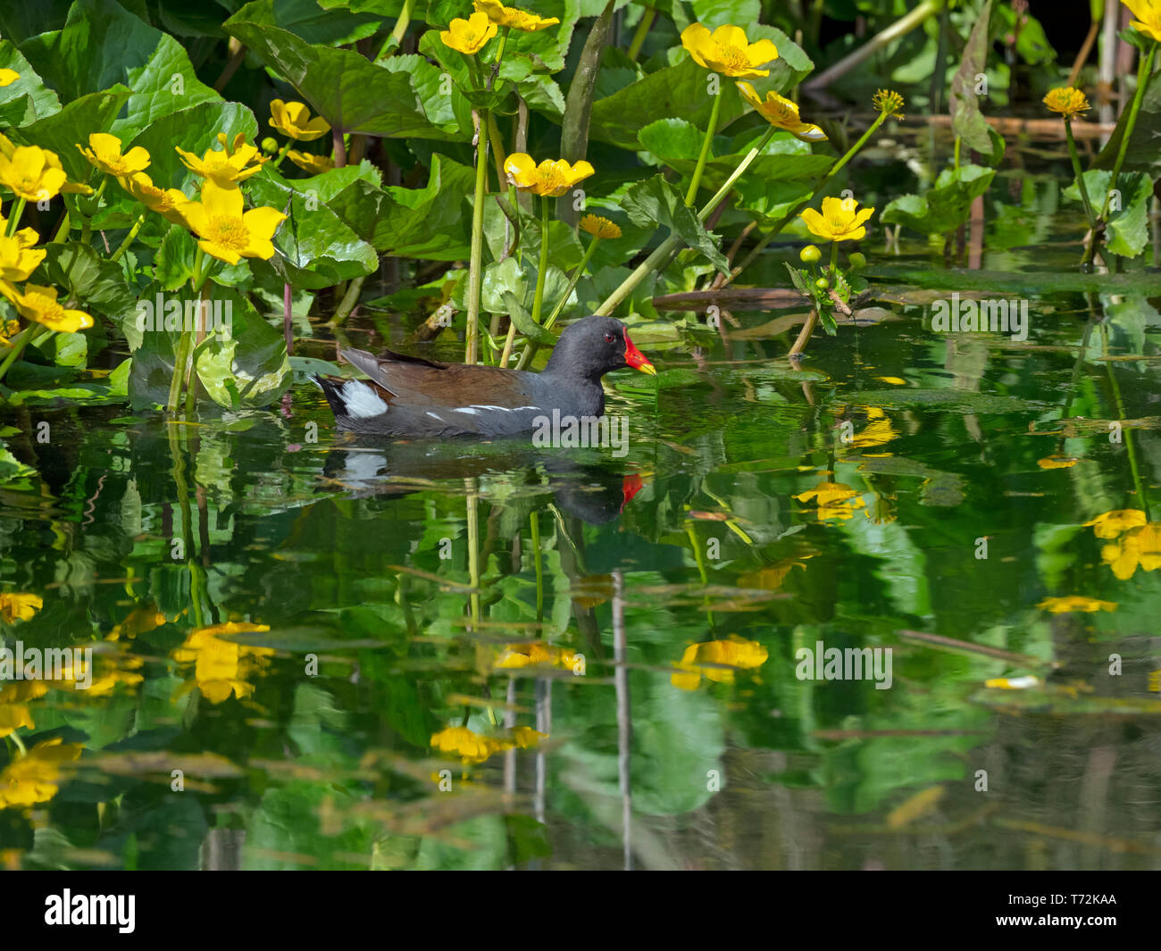 Moorhen Gallinula chloropus alimentazione nel fiume tra marsh Le calendule Foto Stock