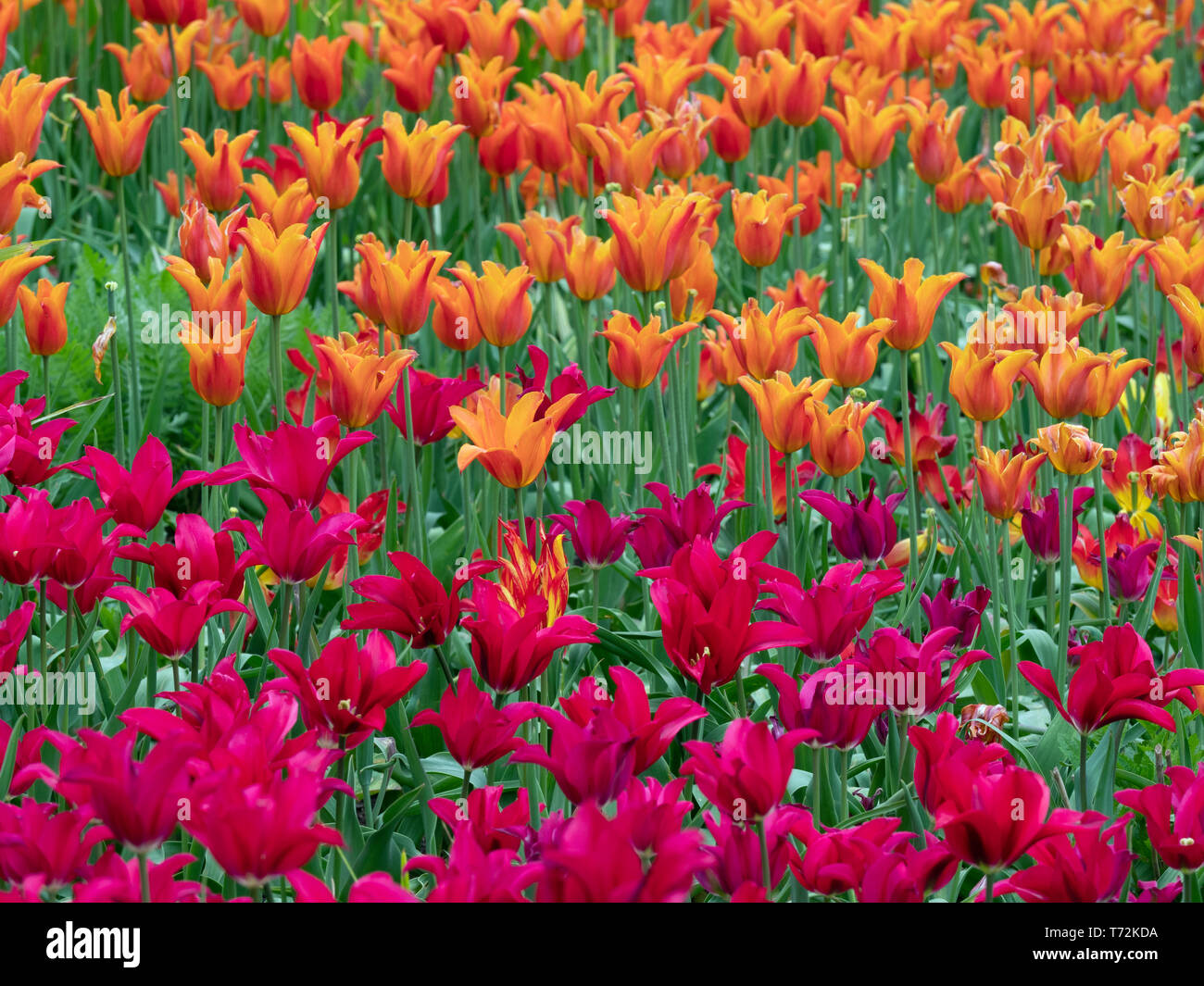 I tulipani giardino arancione di confine varietà Tulipa Ballerina varietà rossa Tulipa Pretty Woman Foto Stock