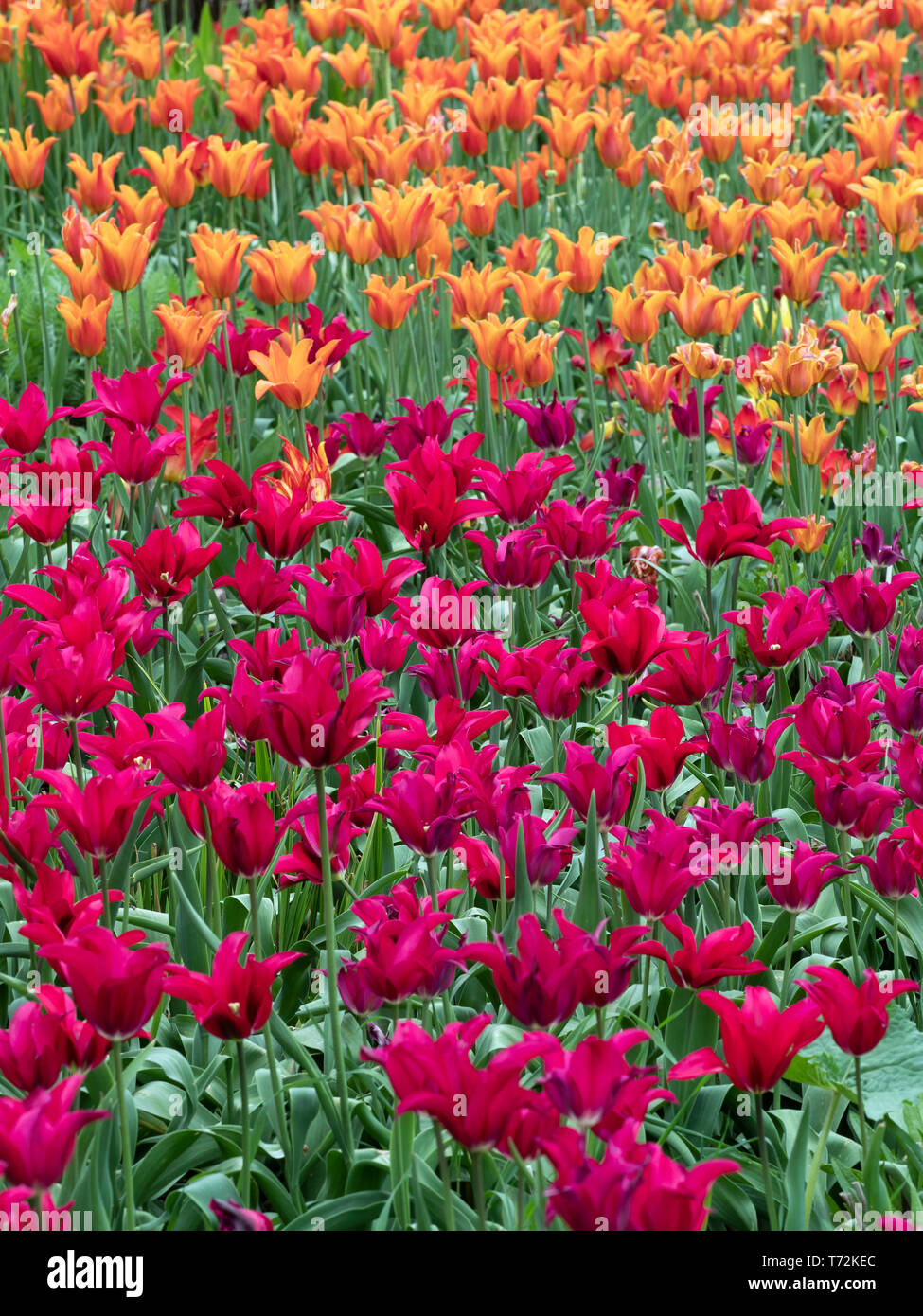 I tulipani giardino arancione di confine varietà Tulipa Ballerina varietà rossa Tulipa Pretty Woman Foto Stock