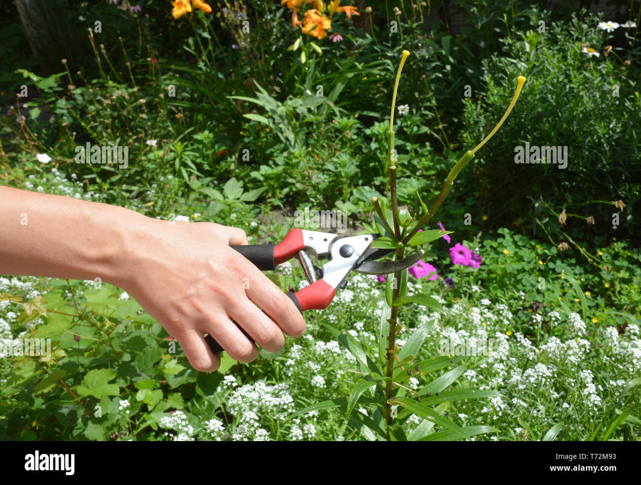 Gigli Deadheading nel giardino. Foto Stock