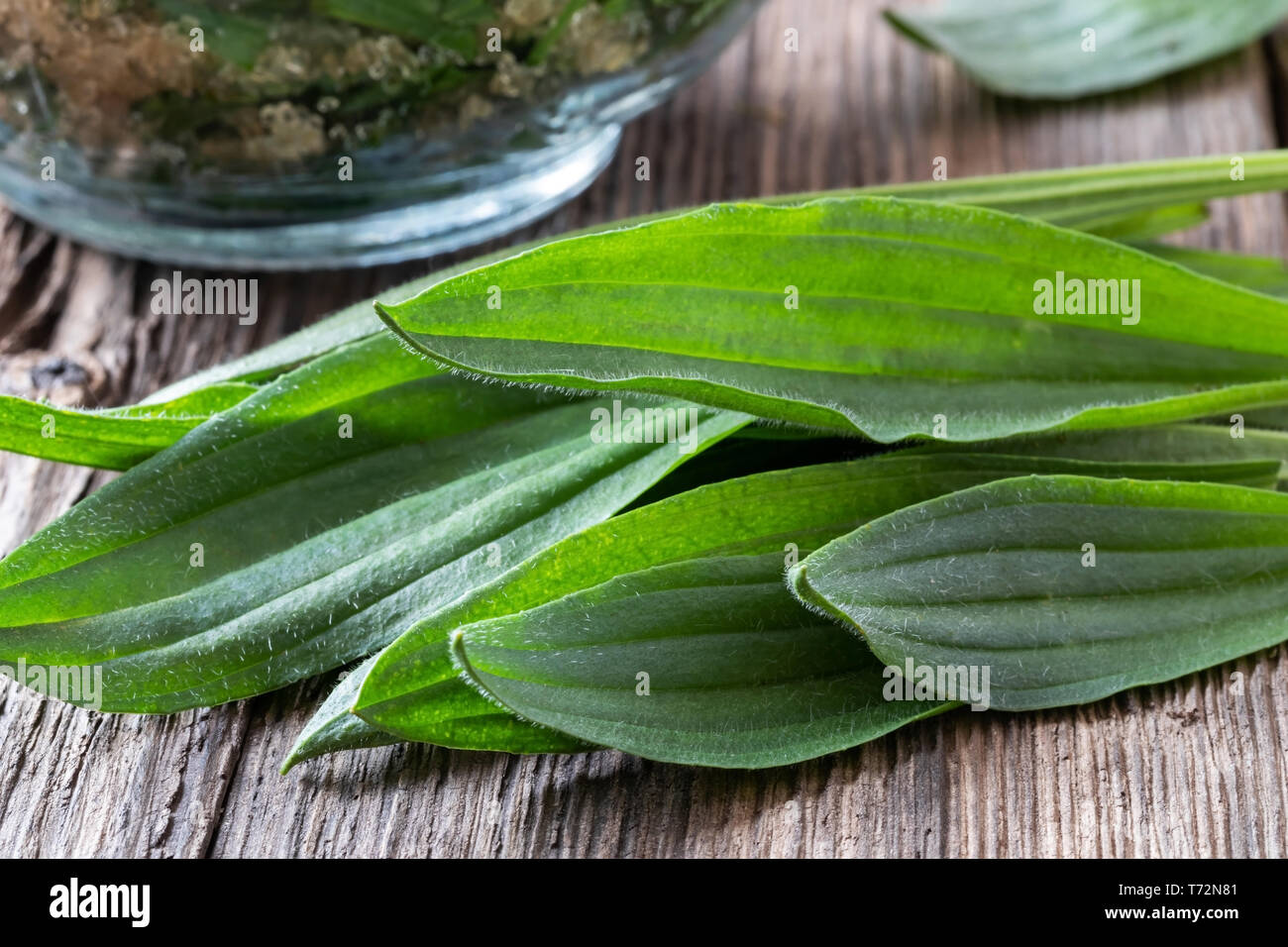 Ribwort fresca Piantaggine foglie con sciroppo di semilavorato in background Foto Stock