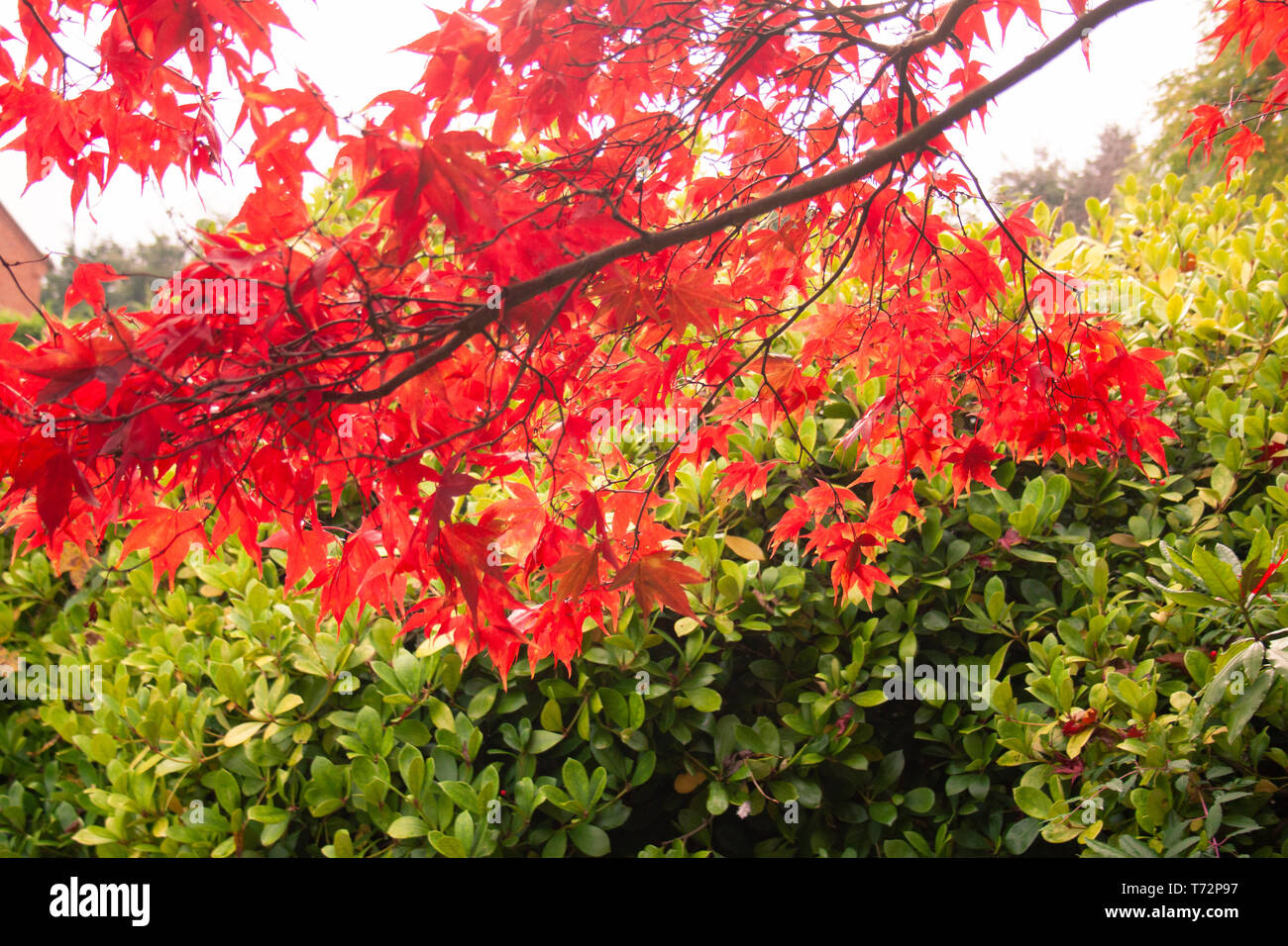 Acer palmatum 'Barone Rosso' Giapponese Acero, nel giardino inglese su una luminosa giornata autunnale Foto Stock