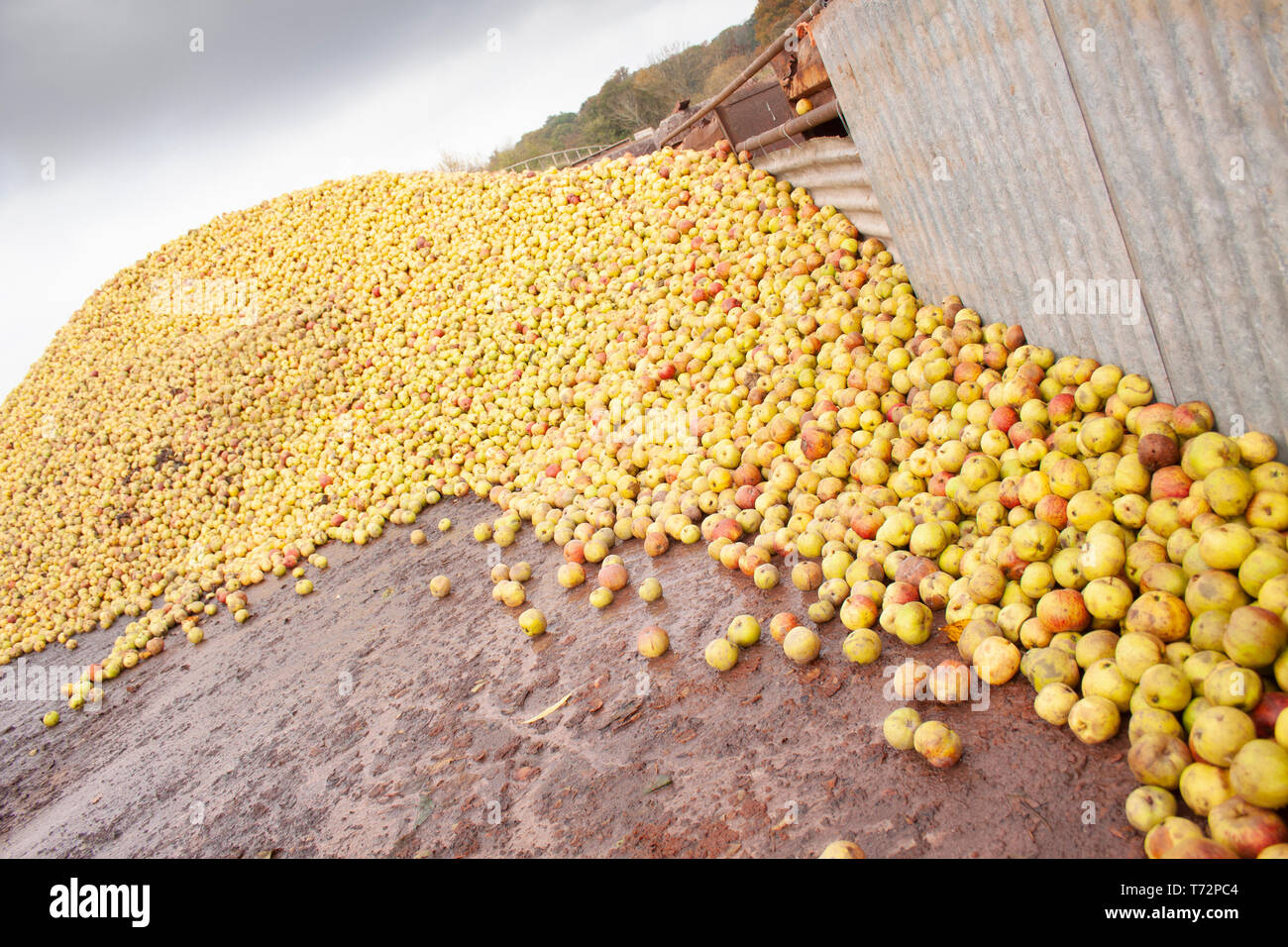 Gran mucchio di mele nel cortile per sidro rendendo nel Golden Valley, western Herefordshire, Inghilterra. Foto Stock