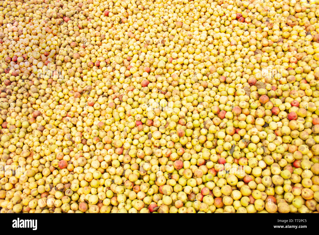 Gran mucchio di mele nel cortile per sidro rendendo nel Golden Valley, western Herefordshire, Inghilterra. Foto Stock