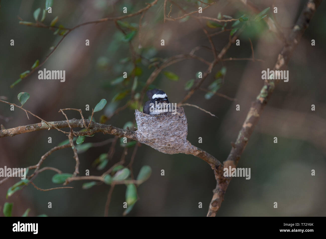 White-Browed fiocco. Rhipidura aureola. Adulto seduto sul nido. Yala National Park. Sri Lanaka Foto Stock