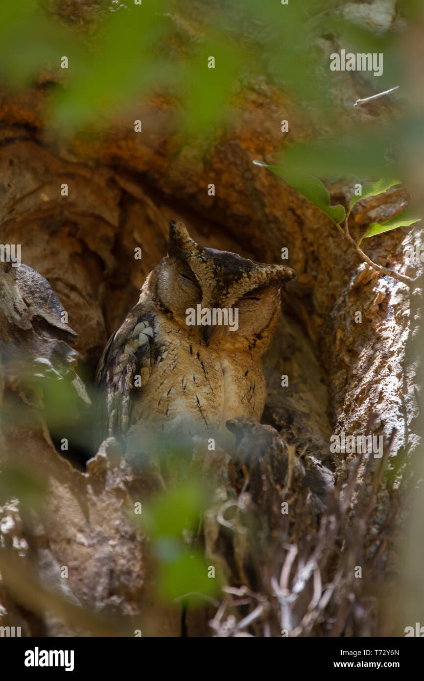 Indian Scops-Owl. Otus bakkamoena. Unico uccello adulto arroccato nella struttura ad albero. Lo Sri Lanka. Foto Stock