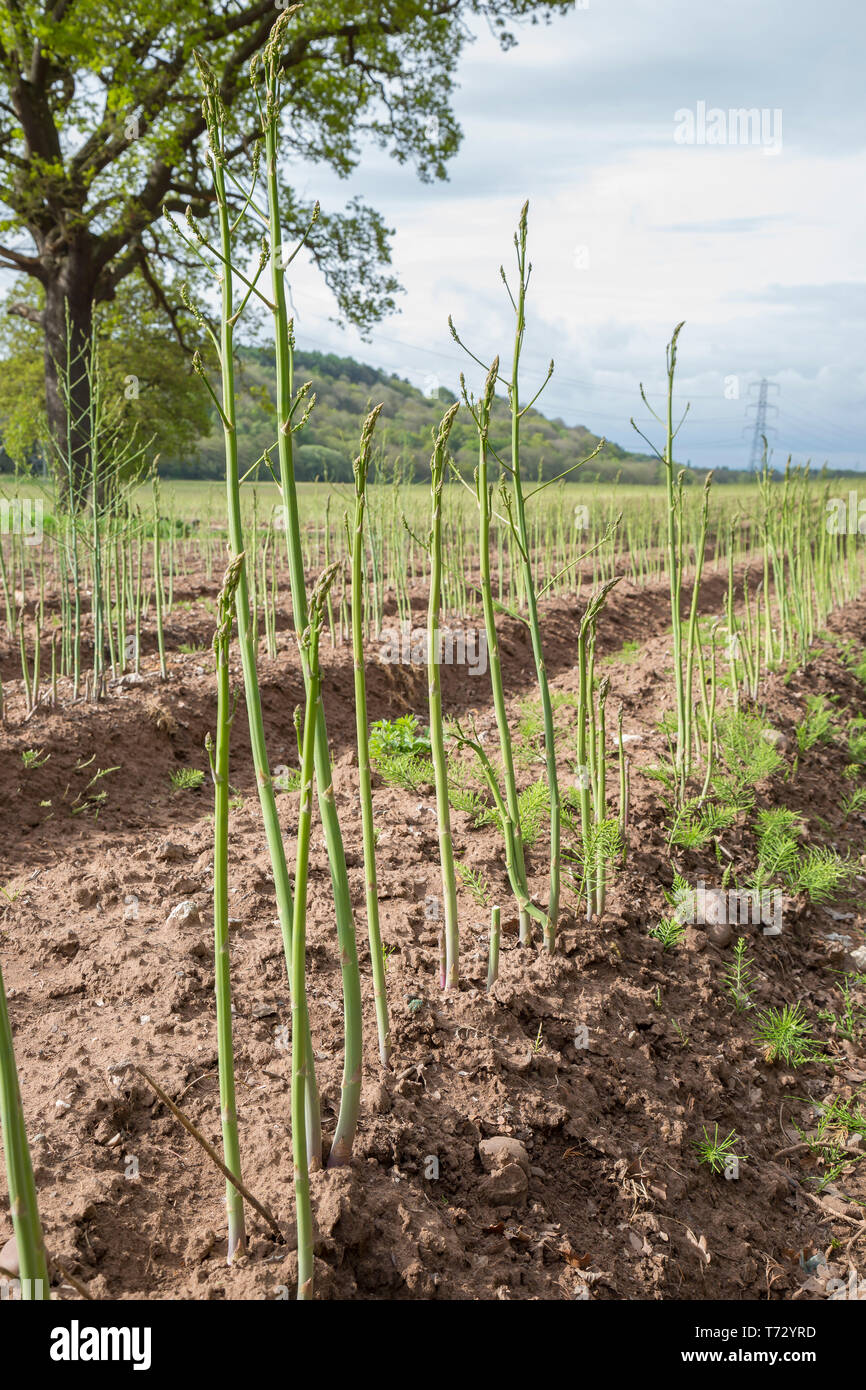 Allevamento di asparagi. Crescita degli asparagi. Ritratto primo piano di alte lance di asparagi in UK Field. Foto Stock
