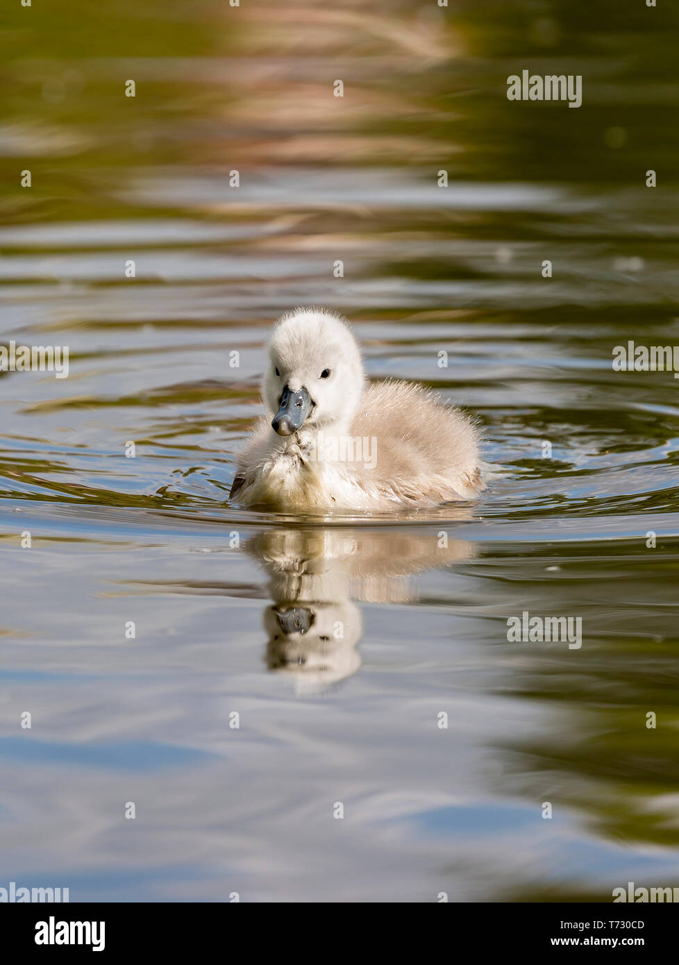 Il pulcino di cygnet selvatico (Cygnus olor) isolato all'aperto in primavera sole, nuoto in acqua dolce lago, Regno Unito fauna selvatica. Foto Stock