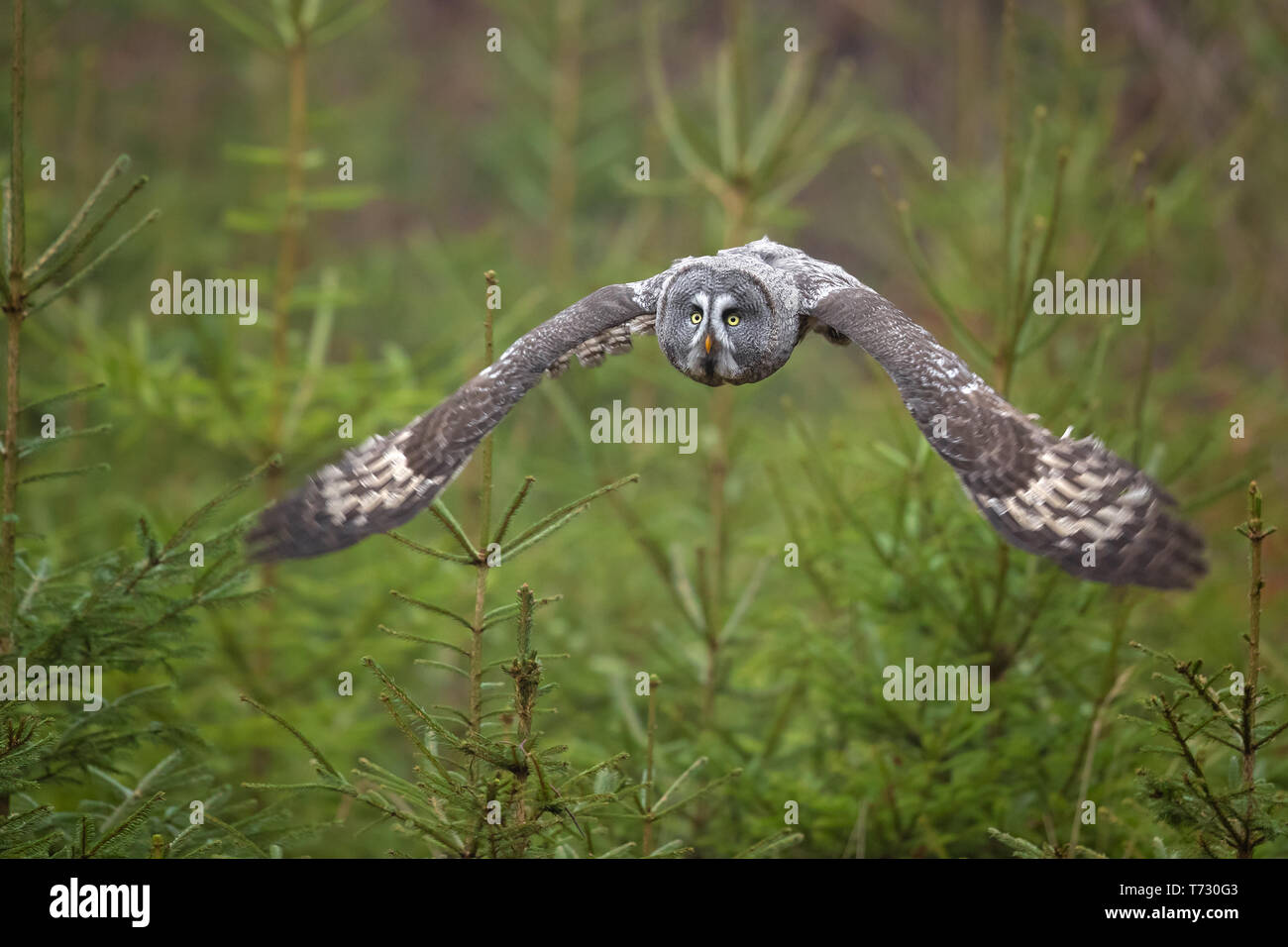 Grande gufo grigio o grande grigio allocco (Strix nebulosa) è un grande gufo, documentato come il più grande del mondo di specie di gufo dalla lunghezza. Foto Stock