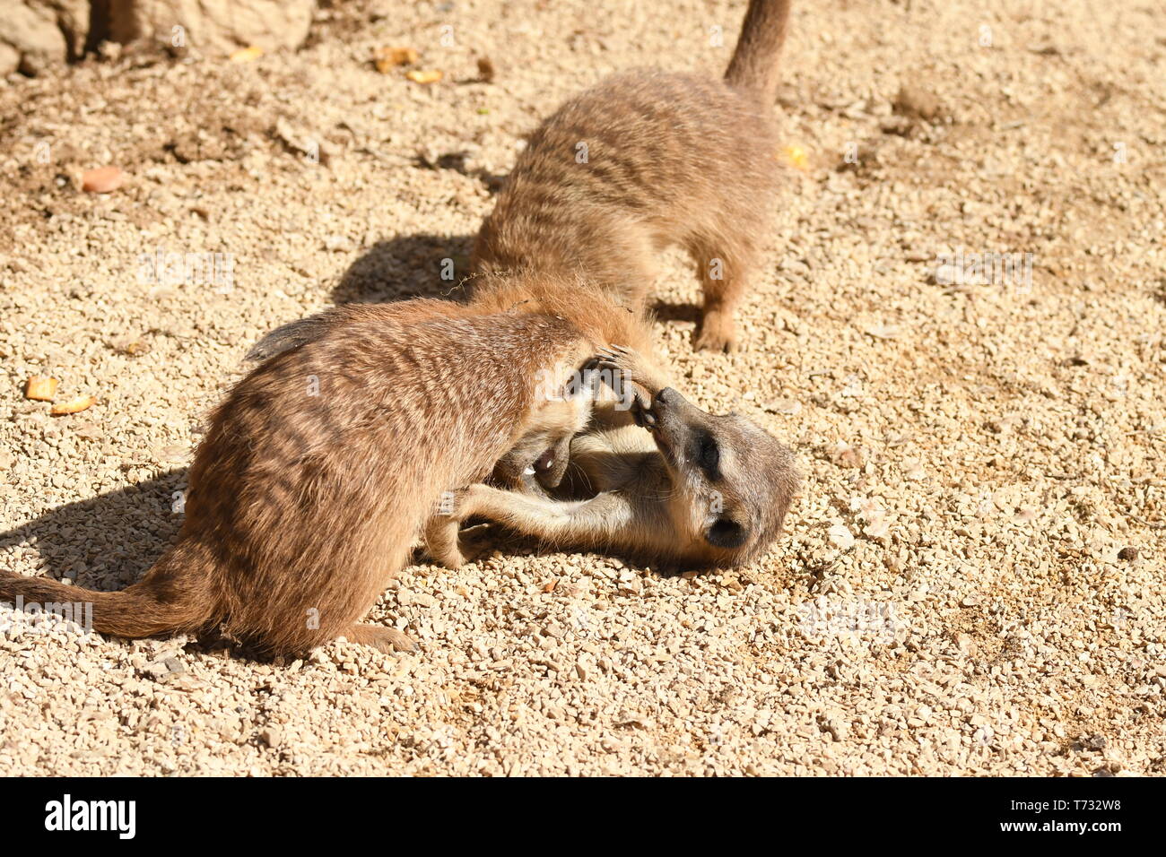 Cuccioli di meerkat giocando in uno zoo in italia Foto Stock