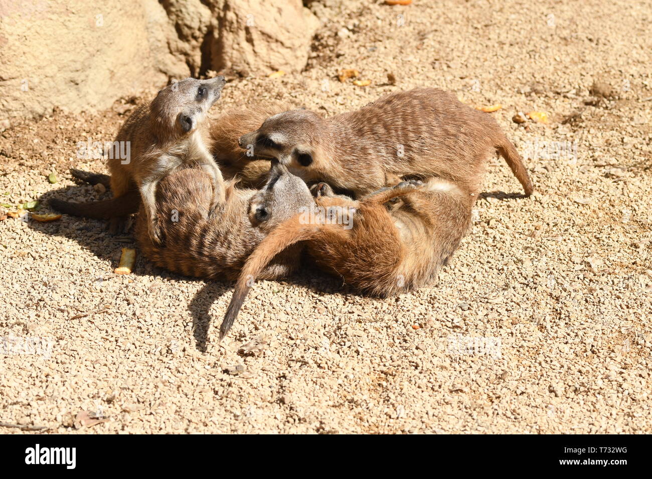 Cuccioli di meerkat giocando in uno zoo in italia Foto Stock