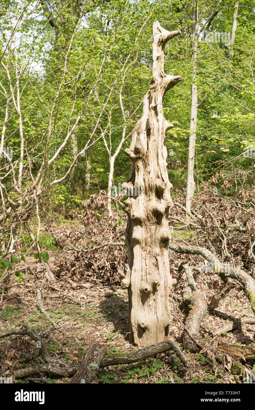 Decadendo tronco di albero vicino a Keswick, Cumbria, England, Regno Unito Foto Stock