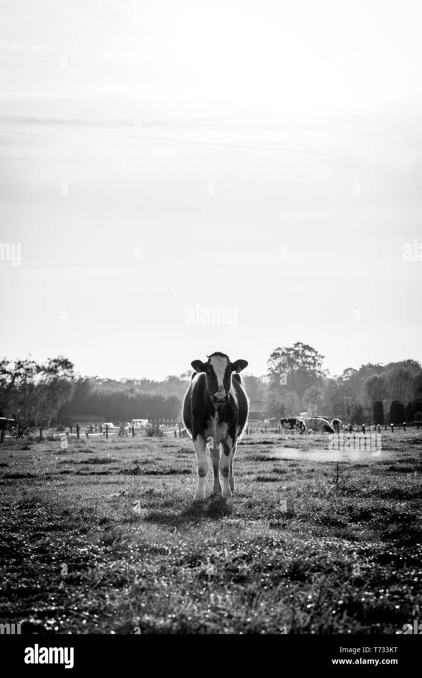 Un viaggio panoramico in bianco e nero ritratto di una mucca isolata guardare dritto verso la fotocamera. Foto Stock