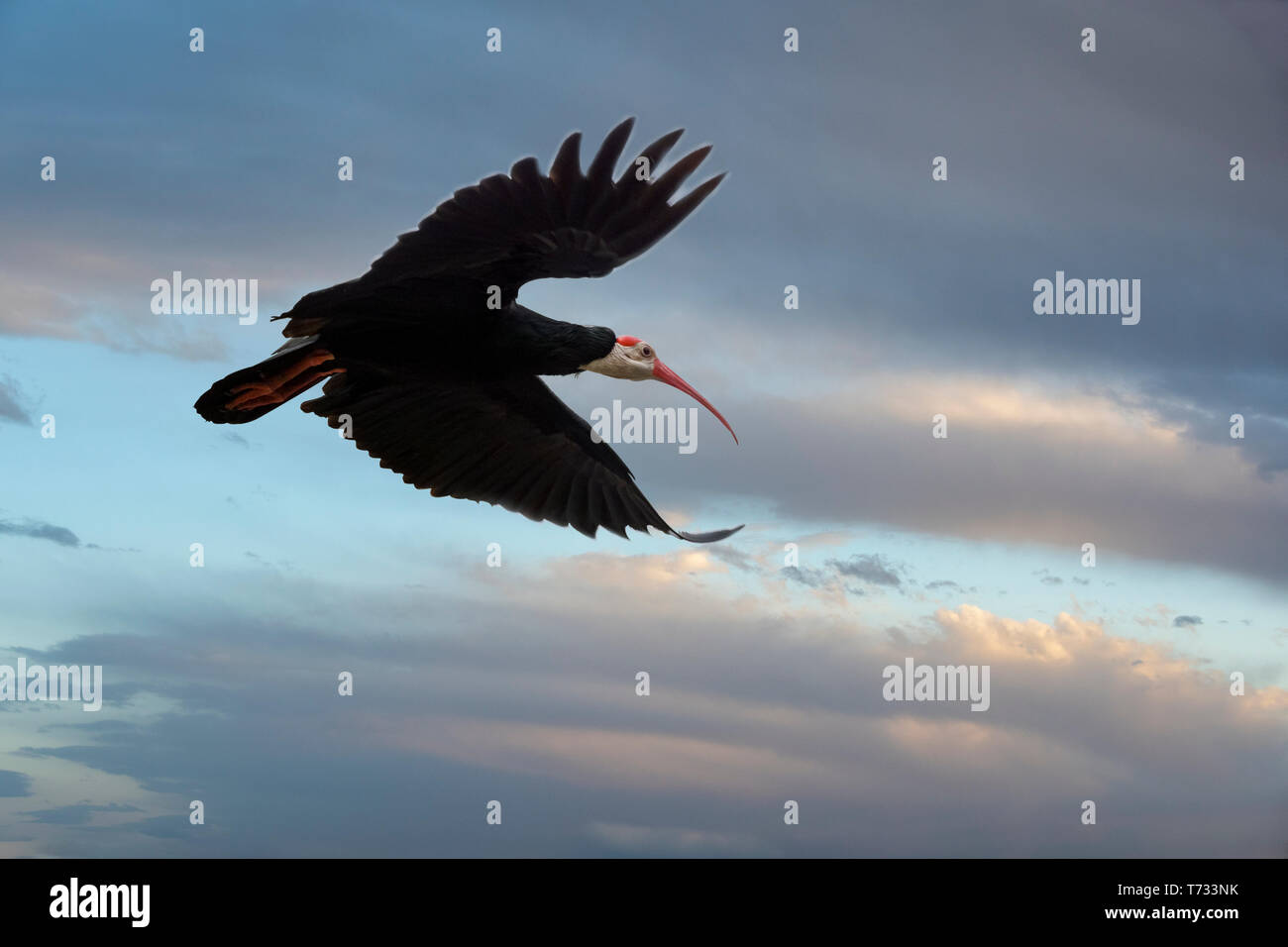 Southern calvo Ibis (Geronticus calvus) è un grande uccello trovato nella prateria aperta o semi-deserto nelle montagne del Sud Africa. Foto Stock
