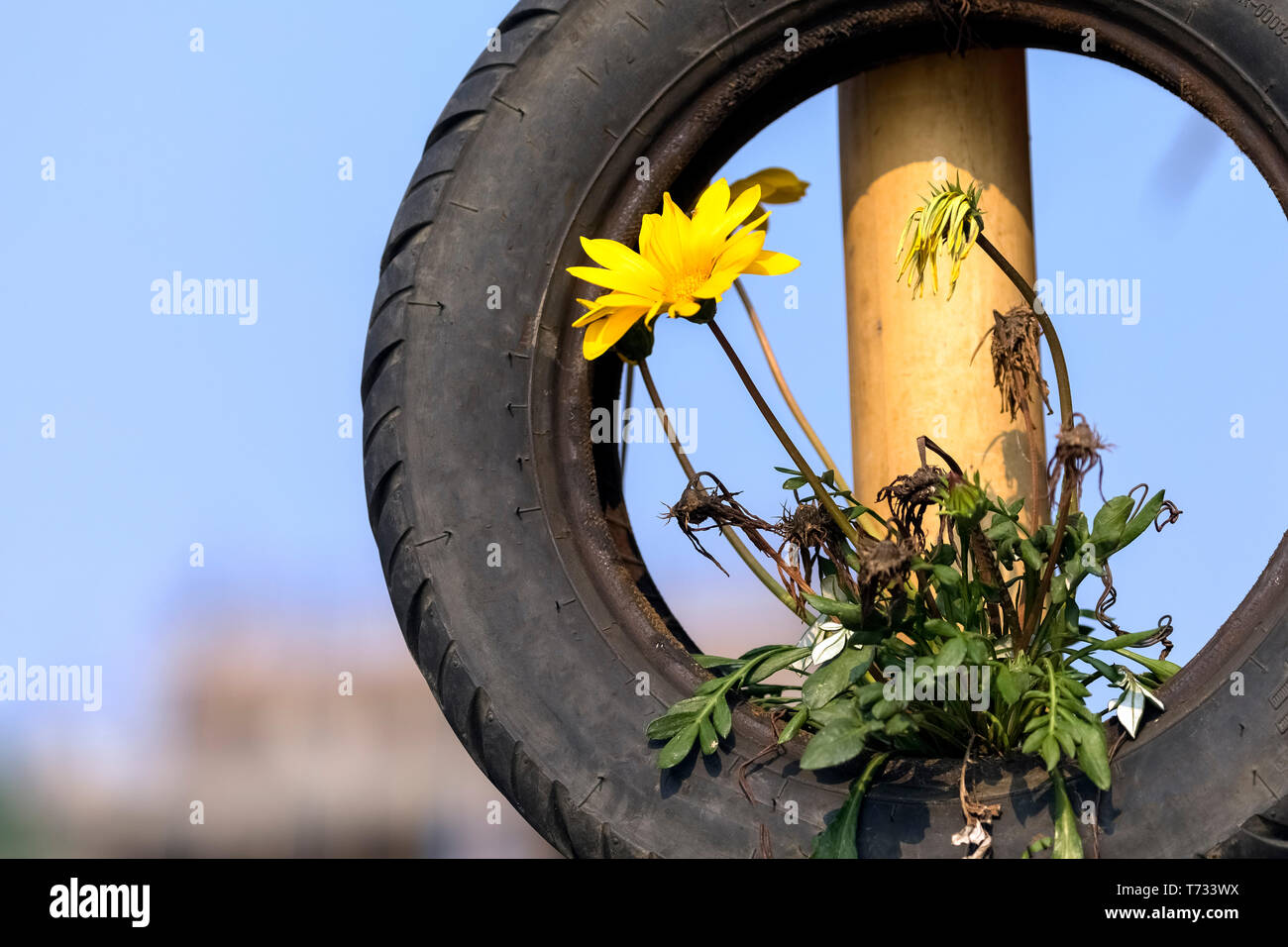 Il fiore pianta crescente sul pneumatico. vista dal lago Pokhara Nepal Foto Stock