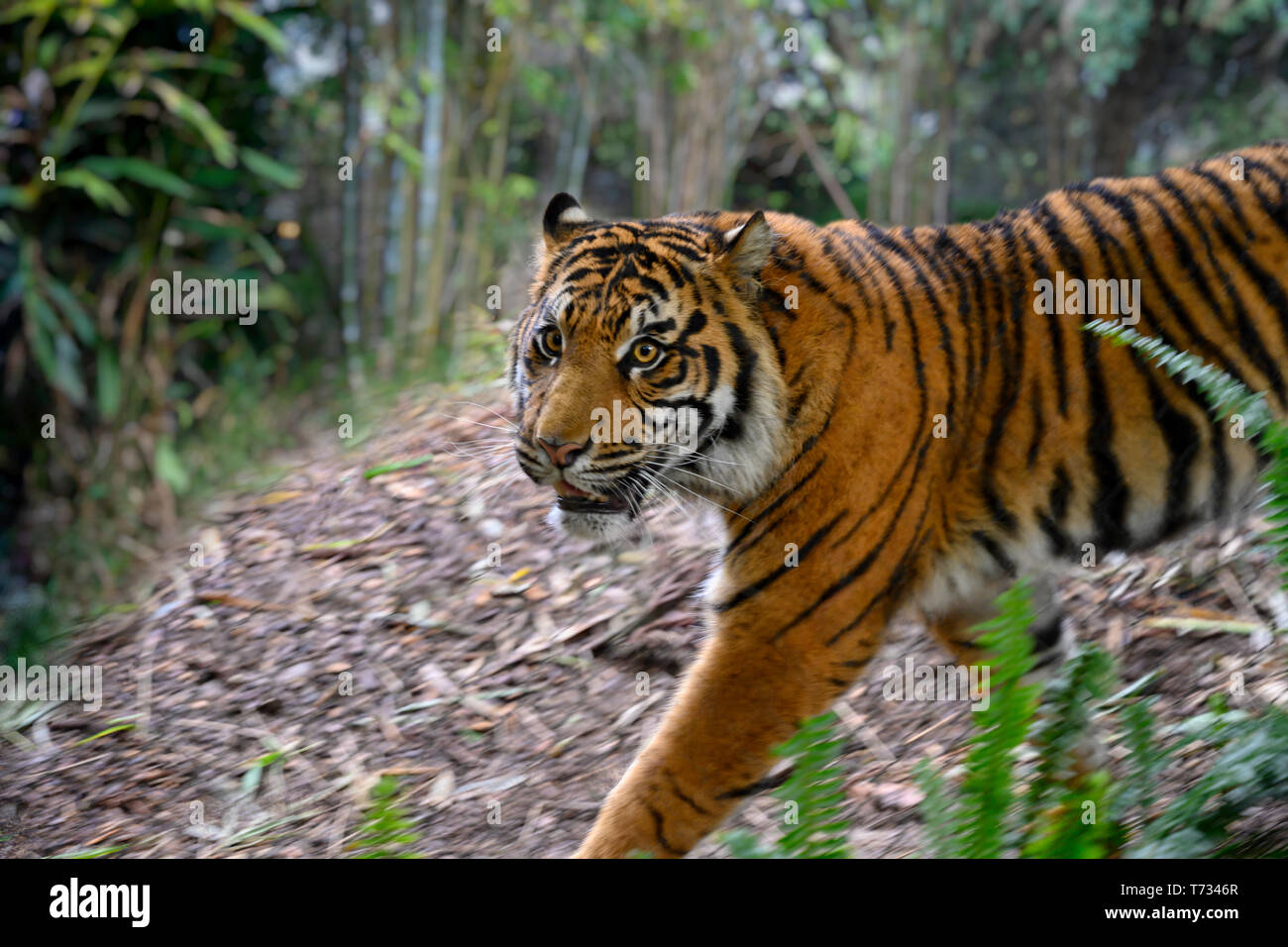 Samatran tiger, panthera tigris samatras, sul prowl nella foresta di bamboo Foto Stock