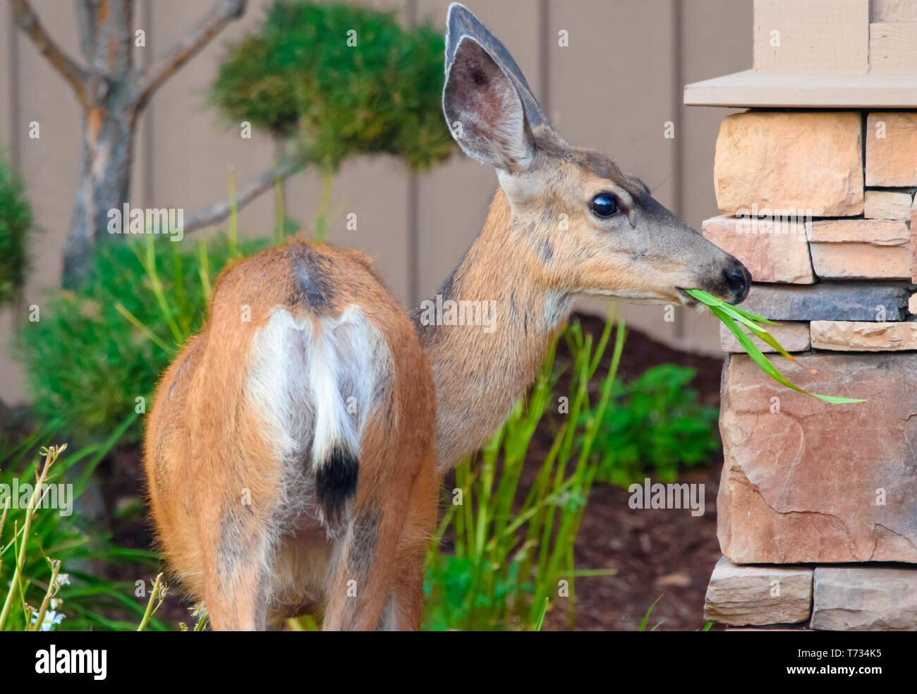 Doe un cari un giovane femmina Mule Deer (Odocoileus hemionus), snello e grazioso - rovistando sul fogliame dal cortile di un quartiere residenziale Foto Stock