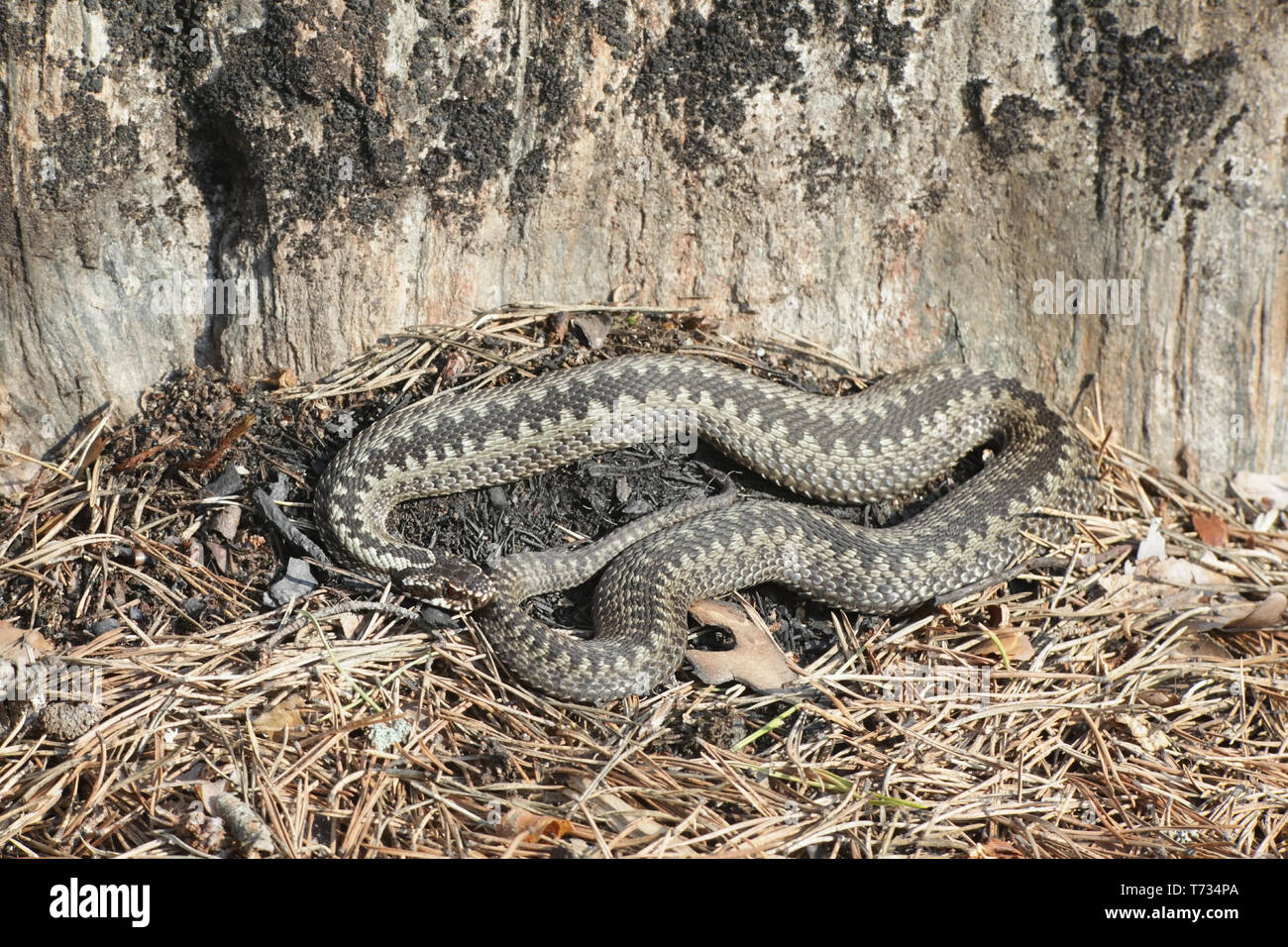 Vipera berus, noto come la politica europea comune in materia di sommatore o la politica europea comune in materia di Viper Foto Stock
