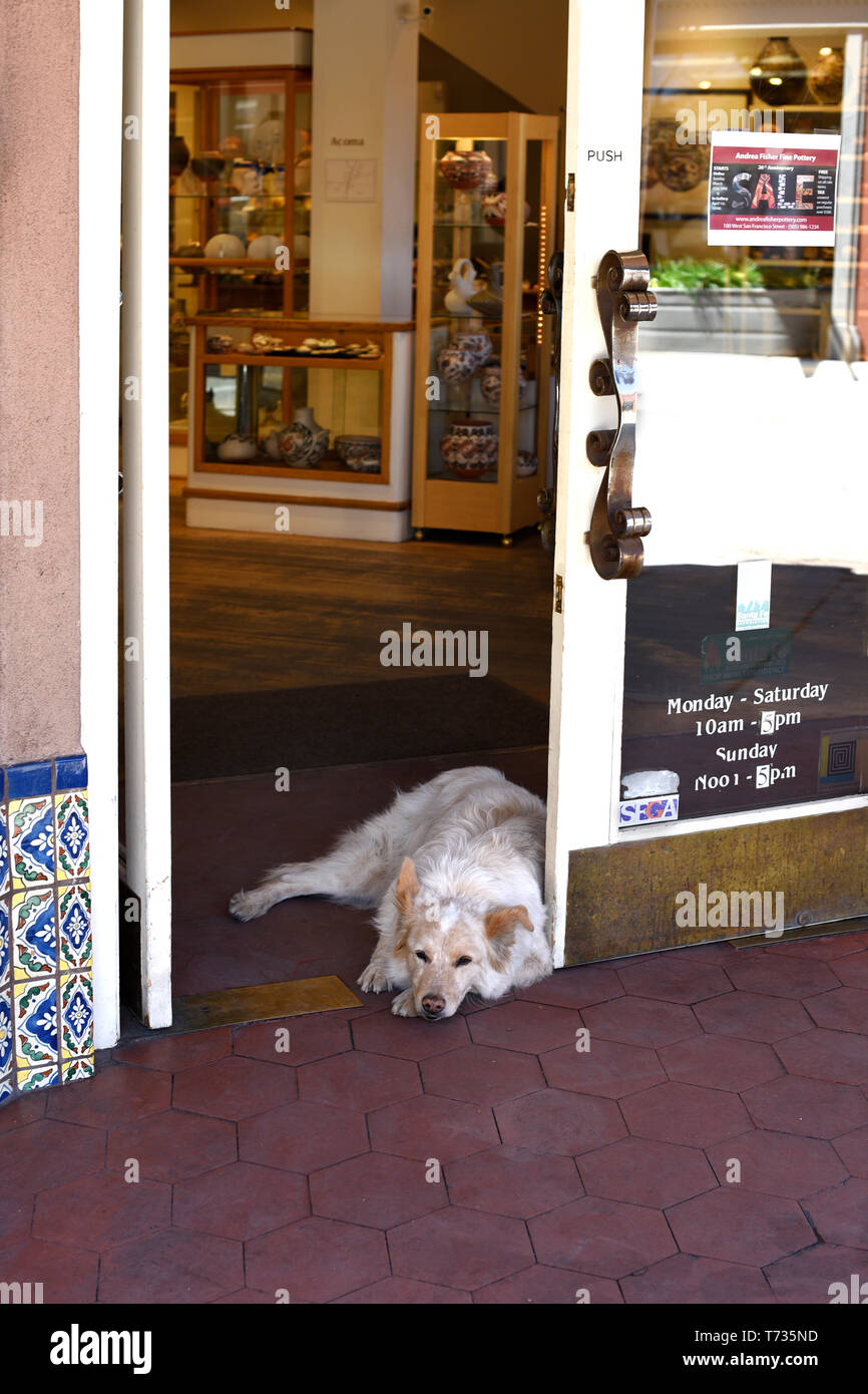 Un negozio cane si rilassa nel vano della porta di un negozio di Santa Fe, New Mexico USA Foto Stock