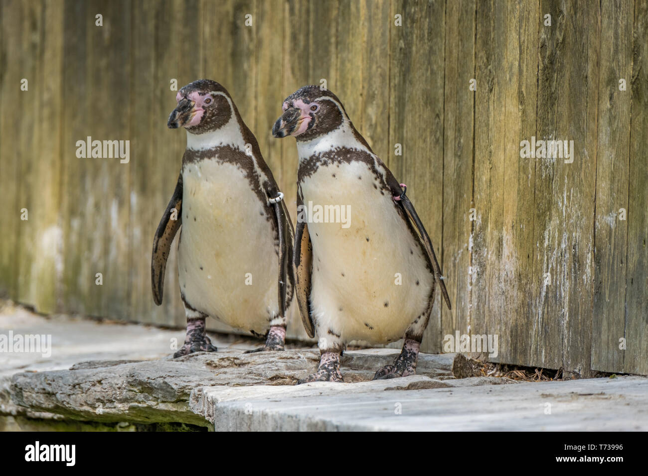 Ritratto di un pinguino di Humboldt Foto Stock