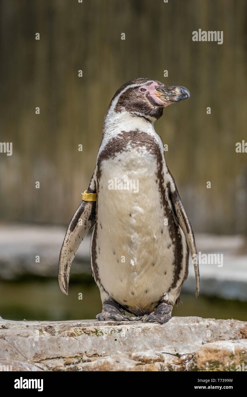 Ritratto di un pinguino di Humboldt Foto Stock