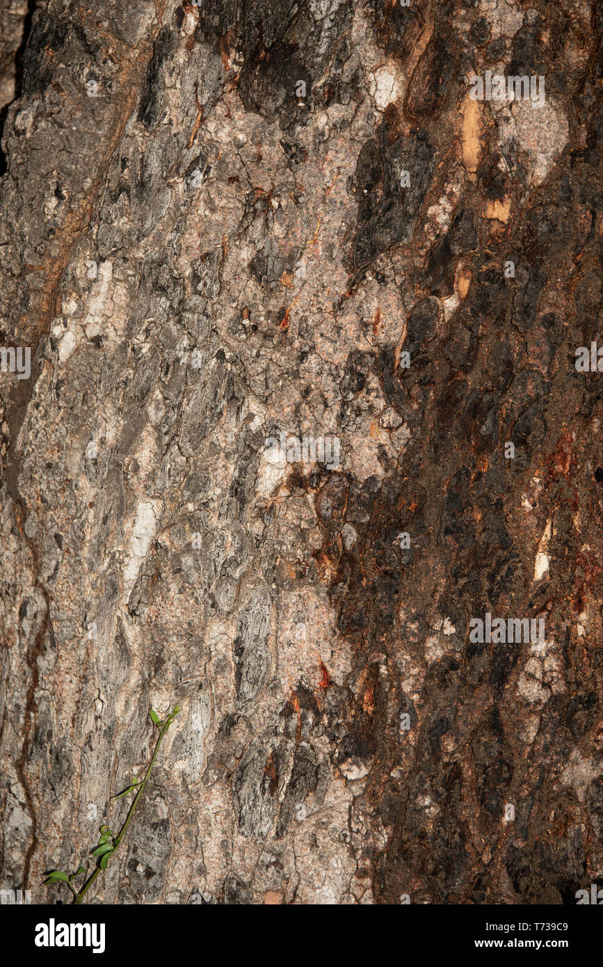 Il tronco di un albero di marula artiglio che mostra i segni di un leopard che inalberava una impala in alto nella struttura Foto Stock