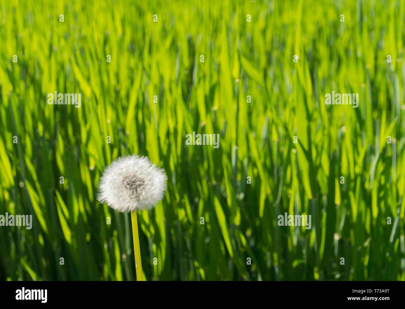 Sfondo orizzontale delle lame alte di erba verde in golden calda luce della sera con un dente di leone bianco in primo piano Foto Stock
