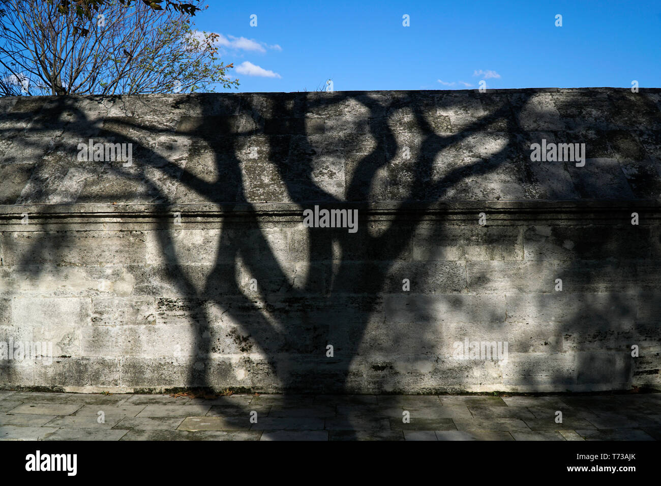 Ombra dell'albero piano sul muro di pietra Foto Stock
