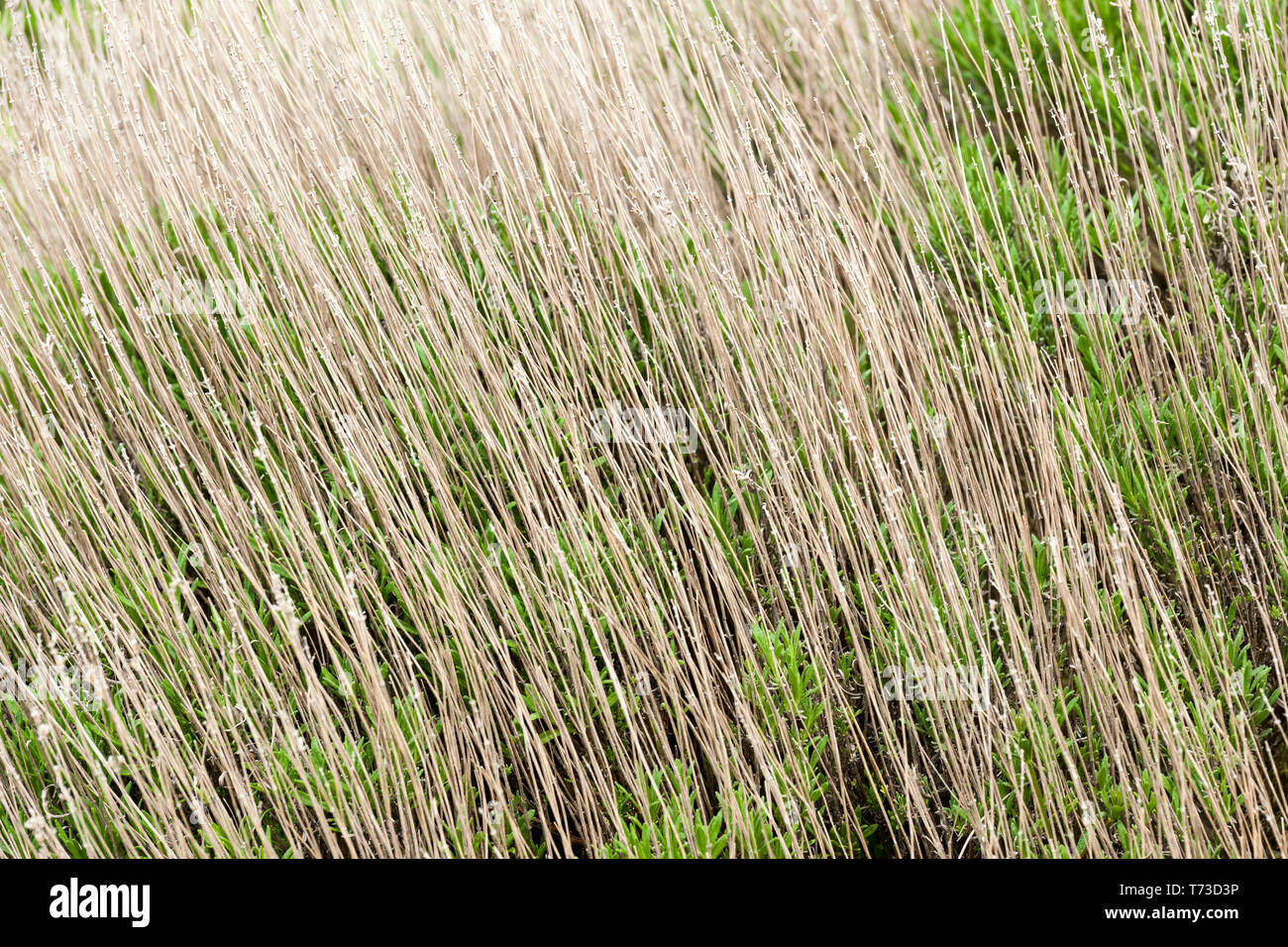 Massa di gambi secchi di lavanda tipo impianto, buona consistenza Foto Stock