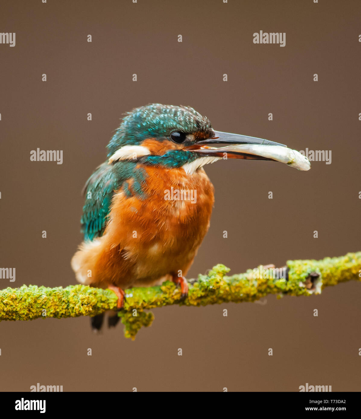 Kingfisher nel suo ambiente naturale sulla riva del fiume Foto Stock