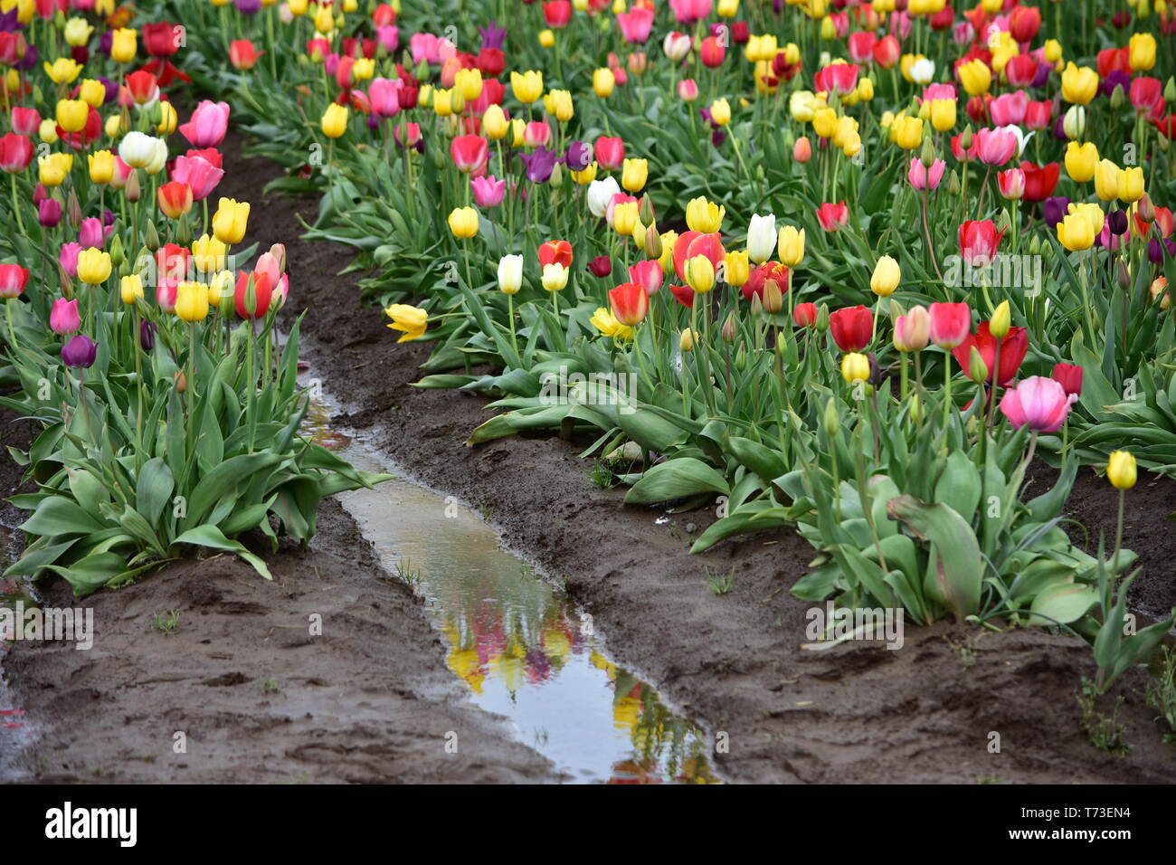 Tulipani misti a cassone in legno Tulip Festival in Woodburn Oregon Foto Stock