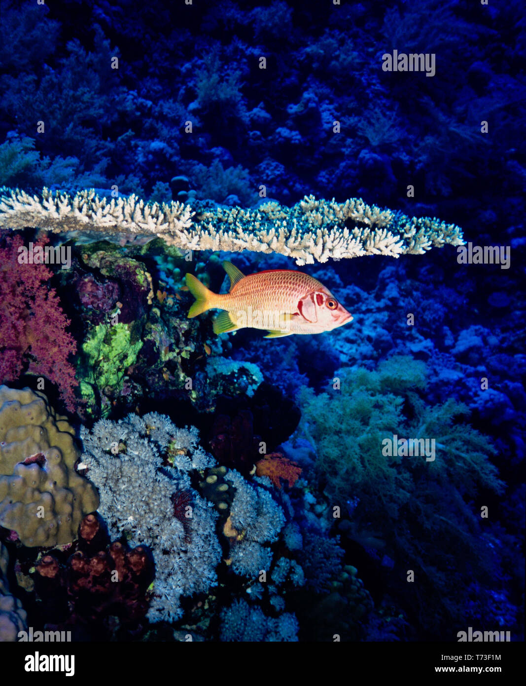 Questo squirrelfish (Sargocentron spiniferum: 40 cms.) si trova sulle  barriere coralline nell'Indo-Pacifico regione. La testa è appuntita, con  grandi occhi come un notturno alimentatore. Durante il giorno, che di  solito si appoggia