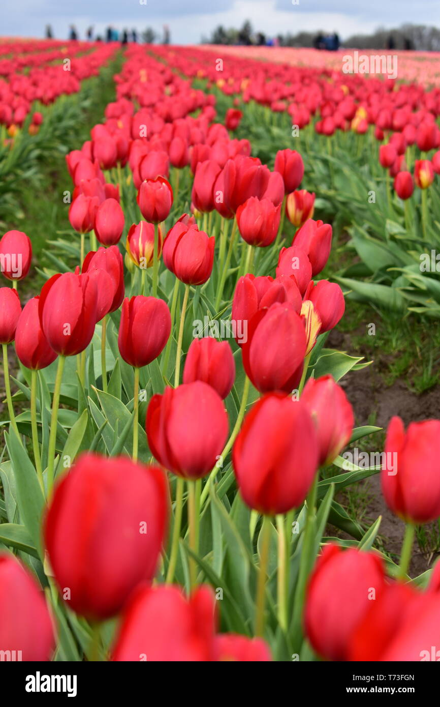 Tulipani rossi a cassone in legno Tulip Festival in Woodburn Oregon Foto Stock