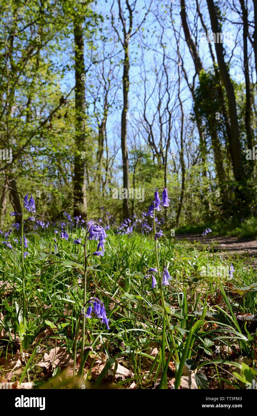 British bluebells (Hyacinthoides non scripta) con la cenere, nocciolo e alberi di quercia in legno Legbourne, Lincolnshire, Inghilterra, Regno Unito. Foto Stock