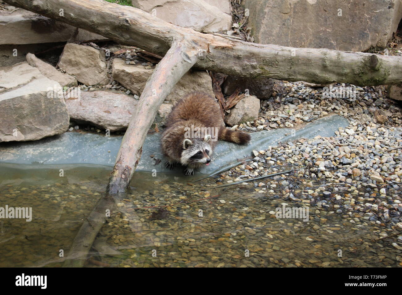 Procione wallpaper HD carino fotografia naturalistica Raccoon acqua potabile e rampicante in zoo in Germania Immagine di sfondo Foto Animali divertenti Foto Stock
