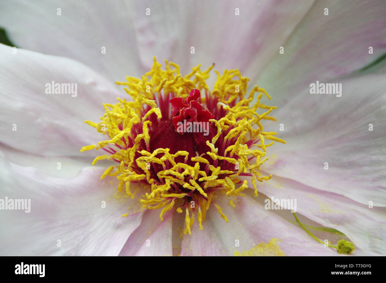 Splendida peonia in fiore. Stagione Primavera nel giardino. Close-up shot. Foto Stock