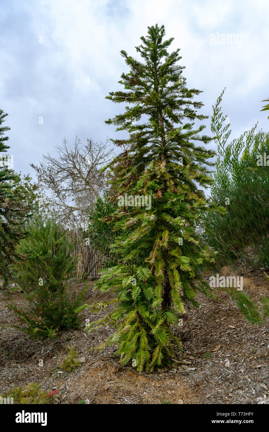 Wollemi Pine Tree,, Wollemia nobilis, pensato una volta estinto, è un antico sopravvissuto. Foto Stock