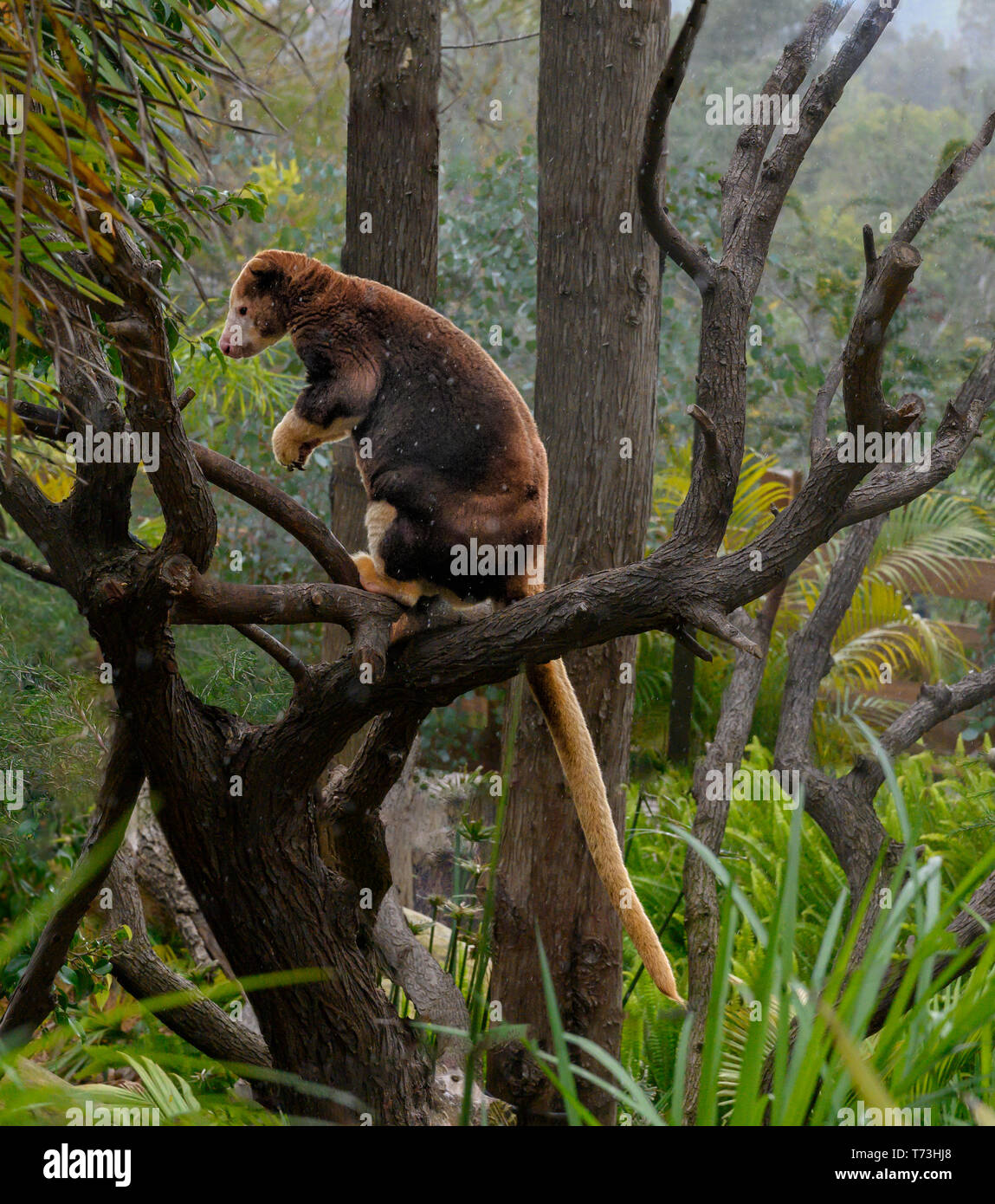 Matschie's Tree Kangaroo noto anche come Huon tree-canguro. Nativo di Huon Penisola del nord-est Nuova Guinea isola, all'interno della nazione di Pa Foto Stock