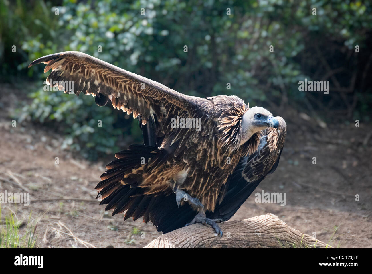 La Ruppell avvoltoio, gyps rueppelli. Posizione: aride steppe e praterie dell Africa sub-sahariana. Questo avvoltoio favorisce le carcasse di grandi dimensioni come quelle di z Foto Stock