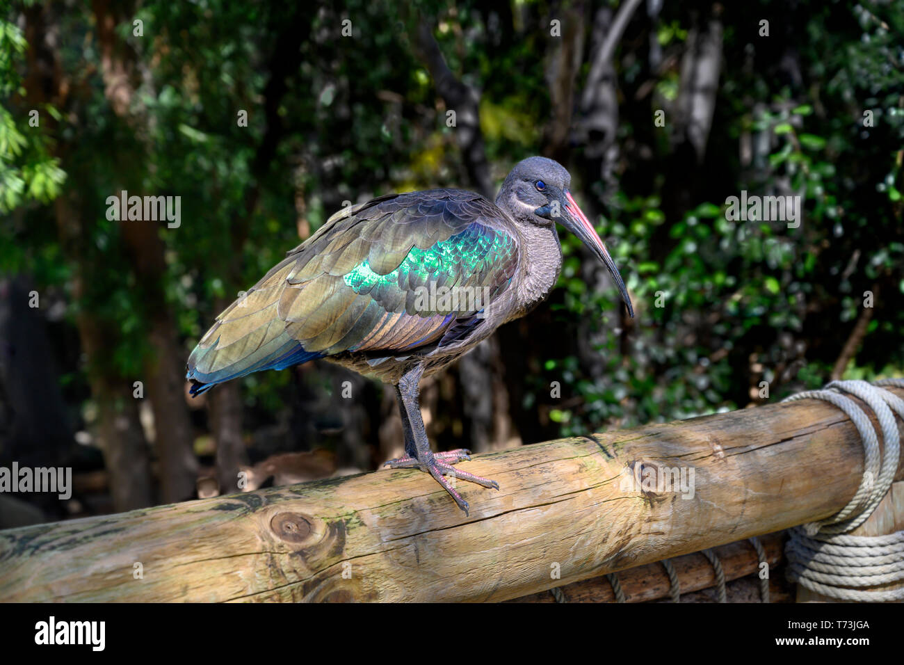 Hadada ibus o hadeda ibis (Bostrychia hagedash), uccello con lunghe bill seduto su una recinzione di registro Foto Stock