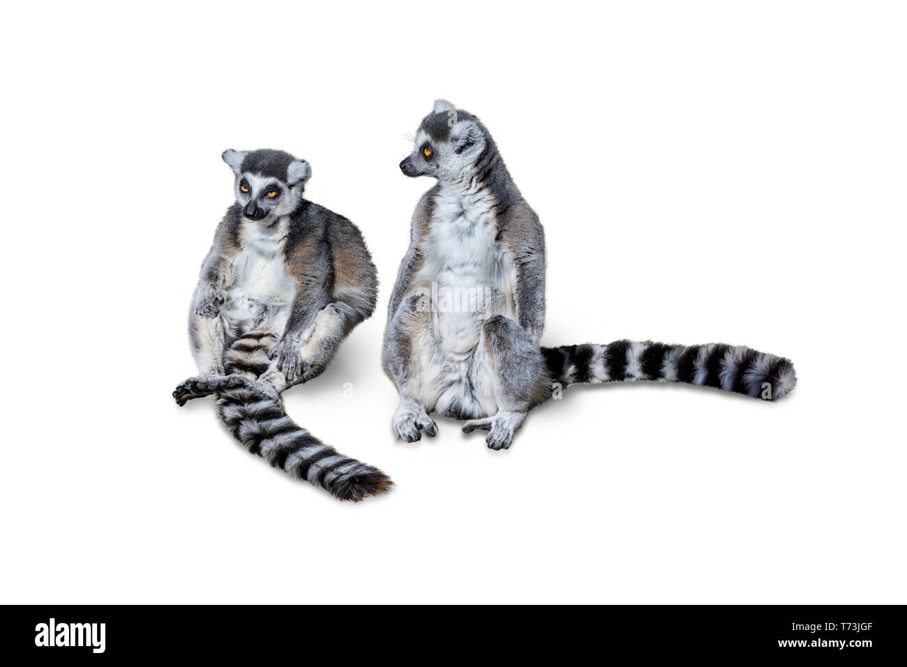 Anello di due croci lemuri (Lemur catta) su un ramo di un albero isolato su sfondo bianco Foto Stock