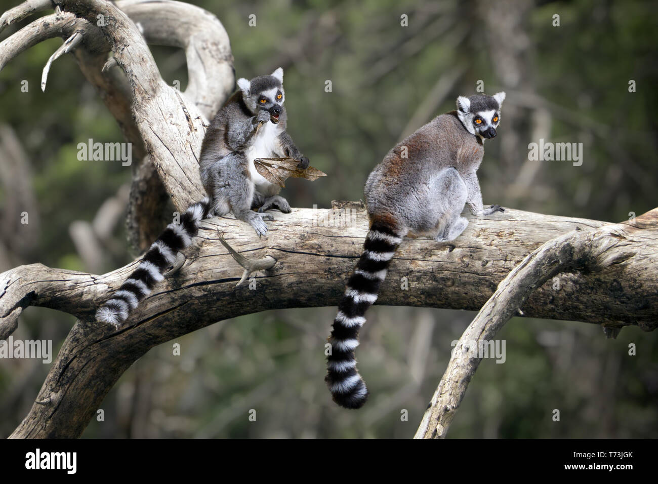 Lemuri endemiche dell'isola di Madagascar. Nota localmente in un malgascio come maky [maki]. Foto Stock