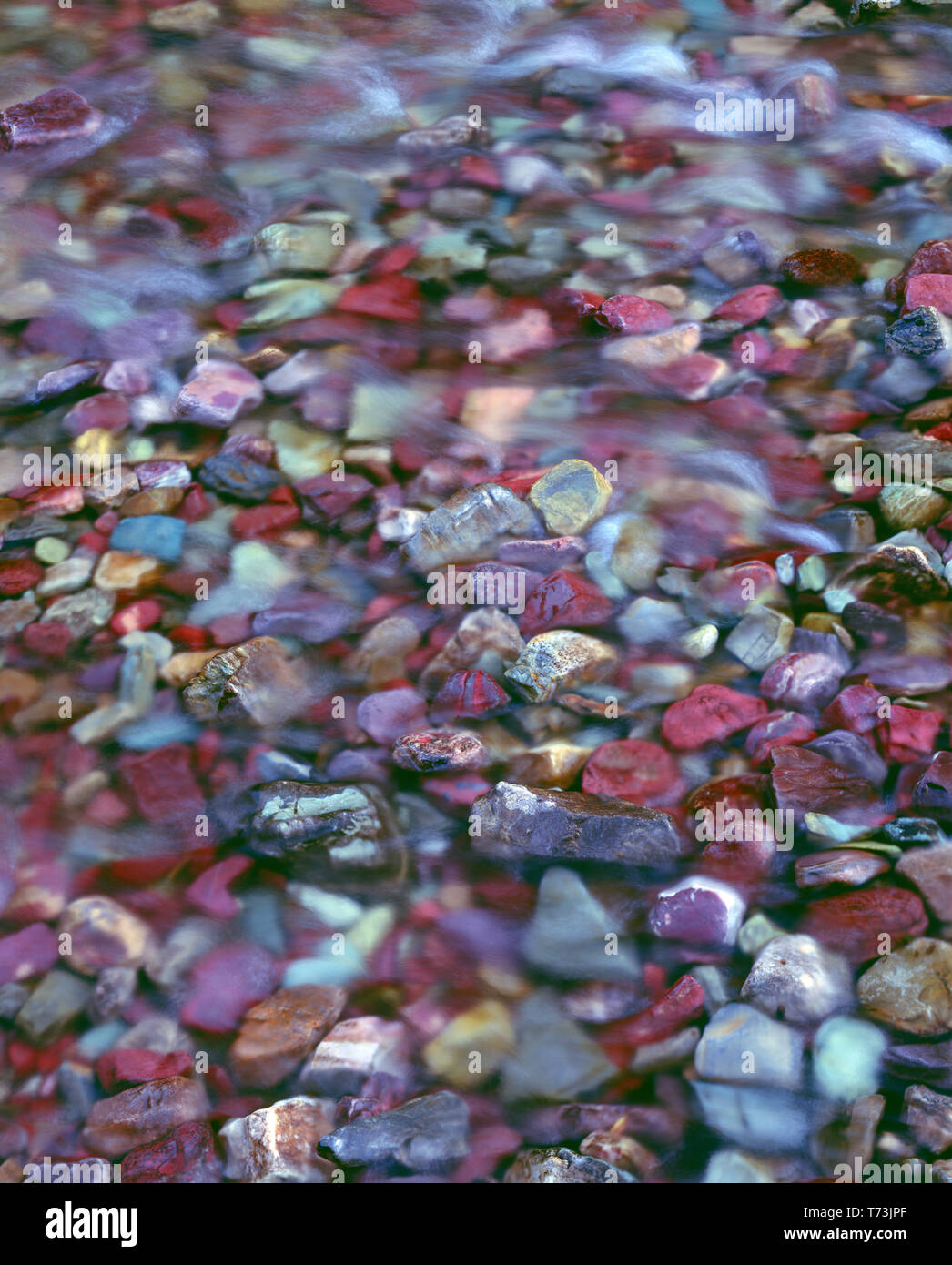 Stati Uniti d'America, Montana, il Parco Nazionale di Glacier, rocce di vario tra cui argillite rossastro comprendono streambed colorati di Swiftcurrent Creek. Foto Stock