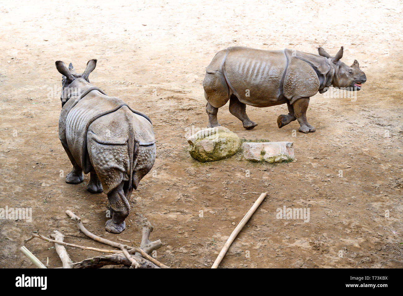 Due maggiore di un corno di rinoceronte, il rinoceronte indiano, rhinoceros unicornis (Rhinoceros unicornis) a piedi. Foto Stock