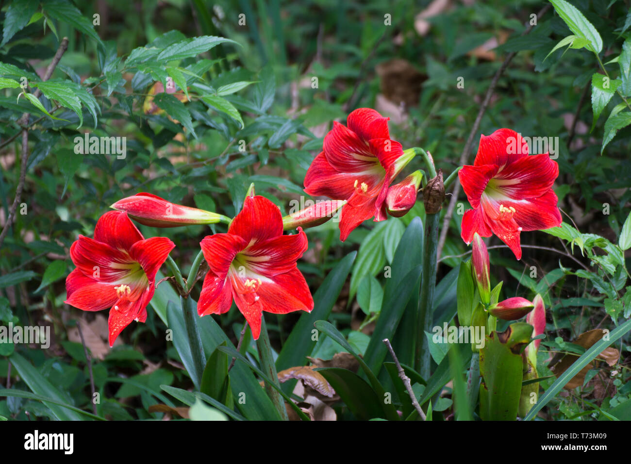 Red aiuola di fiori da giardino Foto Stock