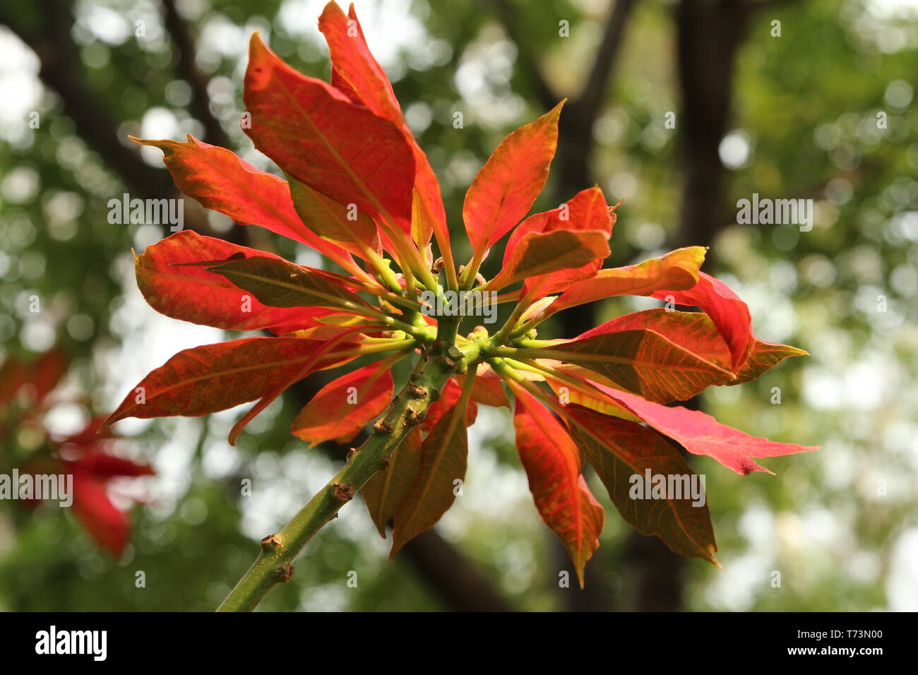 Fiore messicana natale Nochebuena (Euphorbia pulcherrima). Foto Stock